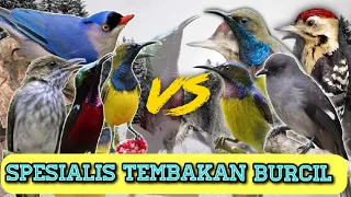 SPESIALIS TEMBAKAN KASAR BURCIL !!! KOMBINASI KOMPLIT !!!