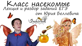 Класс насекомые. Лекция и разбор заданий от Юрия Беллевича