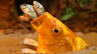 Stop Motion ASMR - Koi Golden Carp Betta Fish Catching Mud Hole Primitive Cooking IRL Recipe Cuckoo