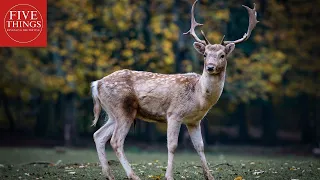 The Enchanting World of Deer: Top 5 Fascinating Facts