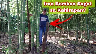 Paano Magtanim at Kumita sa Iron Bamboo - Perfect Investment