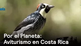 Por el Planeta: Avistamiento de aves en Costa Rica - Despierta con Loret