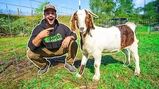 I Bought a GIANT GOAT for My BACKYARD FARM!!!
