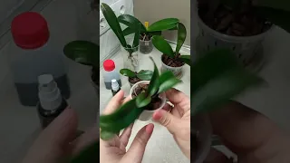 Тест органического удобрения для орхидей компании "Зелена Хата". Тринадцатый день эксперимента.