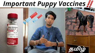 Important VACCINE for PUPPIES | VACCINATION CHAT | TAMIL