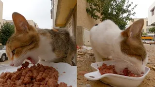 The two cute stray cats who were sleeping on the street are very hungry.