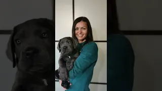 Cane corso puppy как растёт и меняется щенок  Кане корсо от 1 до 8 месяцев