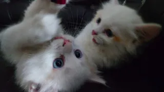 Funny Kittens | Fluffy Kittens Playtime #kittens#catsworld  #catlover #foryou