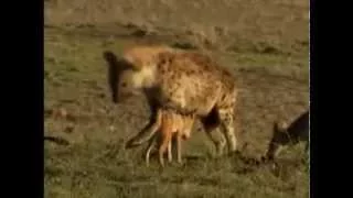 hyena and jackals parasite (гиена и нахлебники шакалы)