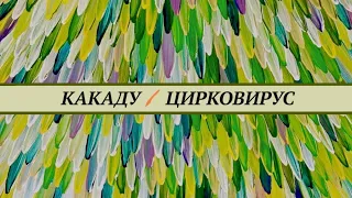 Цирковирус у какаду. (PBFD) Признаки, лечение, прогноз.  Когда лучше усыпить чем лечить?