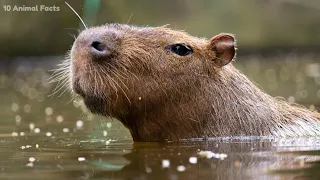 Top 40 Capybara Amazing Facts About the Calmest Animal in the World