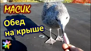 🐥🥧 #16 Seagull chick. Rooftop lunch