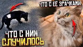 Что случилось со зрачками? 😱 Почему ободран бок у Тихона? Везем их в Ставрополь. Джеси стерилизуем.