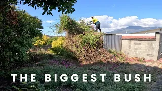 I removed a MONSTER thorny bush in a single day (OVER 1300LBS!)