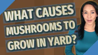 What causes mushrooms to grow in yard?