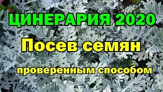 ЦИНЕРАРИЯ 2020. Посев семян проверенным способом.