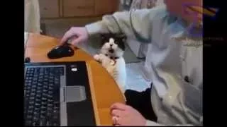 Funny cat videos NEW ПОДБОРКА  Вот так проказники
