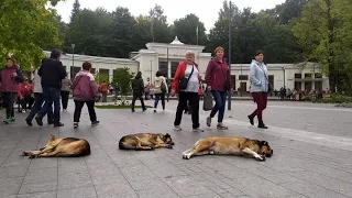 Трускавець: вранці на бювет сходами вниз з вулиці Шевченка 18 вересня 2021 р.