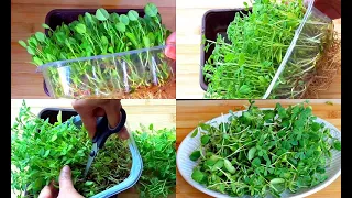 How To Grow Methi In Water |  Growing Methi (Fenugreek) Whithout Soil Only In Water|| hydroponic way