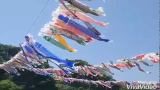【こどもの日】相模川こいのぼり祭り2018  泳げ鯉のぼり