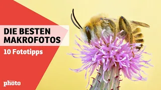10 Tipps für Makrofotografie 📸 | DigitalPHOTO-Magazin