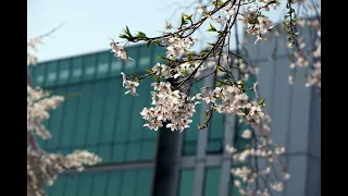 Raymond Lefèvre - Le Temps Des Fleurs (Those Were The Days) (1968)