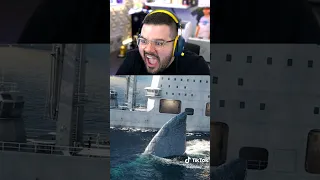 Proof The Megalodon Is Real...