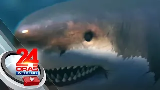 Megalodon shark ang isa sa pinakamalaking isda na nabuhay sa mundo; maaari silang... | 24 Oras