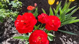 У природы нет плохой погоды 💦💦🥀🥀🌷Или прогулка по саду после сильного дождя с градом🥀🥀