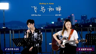 🎧在韩国街头唱中文歌｜任然 - 飞鸟和蝉（中韩版）｜豹子男 x 延普罗｜OUBA MUSIC