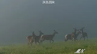 Ciekaw jestem, czy ktoś będzie wiedział co to takiego było co dzisiaj widziałem.