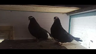 Курские голуби Самара