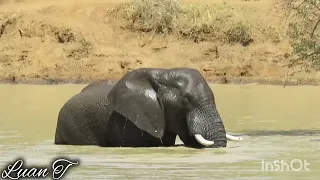 elephant taking a bath