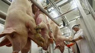 Pig Transport Method & Farm Technology - Million Dollars Pork Slaughter & Deboning Line In Factory