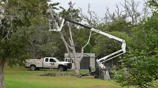 Tree Trimming Spring 2024