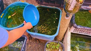 This Mini Outdoor Guppy Breeding Tub Is Capable Of Producing Thousand Of Baby Guppies Every Year 😯!