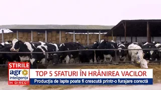 Sfaturi pentru furajarea vacilor de lapte