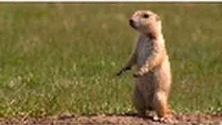 Prairie Dog Snake Alarm | American Serengeti