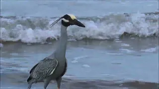 Yellow-crowned Night heron