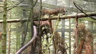 Highland Wildlife Park -- Scottish Wildcat Kittens