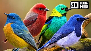 Nature Birds Sounds For Relaxing | Most Amazing Birds of the World | Stress Relief | No Music