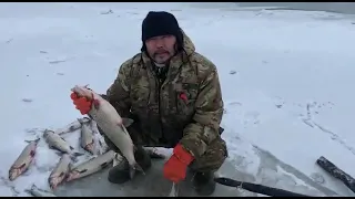 Промысловая рыбалка на муксуна, север Якутии / Commercial fishing on muksun, north of Yakutia.