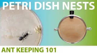 Making a Lab-Style Ant Farm | Ant Keeping 101