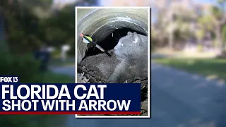 Cat shot with arrow in Florida; deputies search for culprit