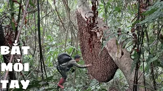 ĐÁNH NHIỀU TỔ ONG NHẤT TRONG NGÀY - ONG RỪNG QUẢNG ĐỨC