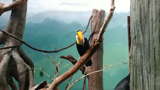 UP CLOSE + PERSONAL WITH TOCO TOUCAN @ BRONX ZOO