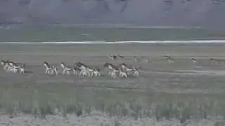 Wild Asses seen near TSO KAR Lake.mp4