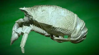 7 Insane Crustaceans Found in the Deep Ocean by ROVs