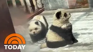 Un-bear-able: China zoo dyes Chow Chow dogs to look like pandas
