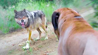 15 Dog Breeds That Can Kill Wolves